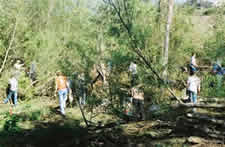 volunteers