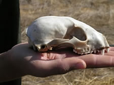 skull